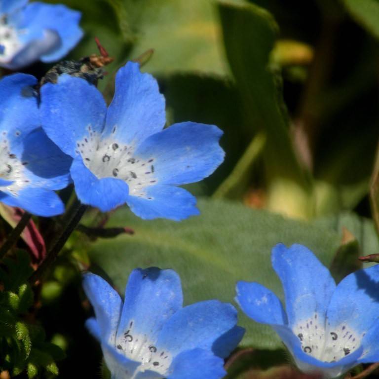 baby blue eyes (Nemophila menziesii) plant