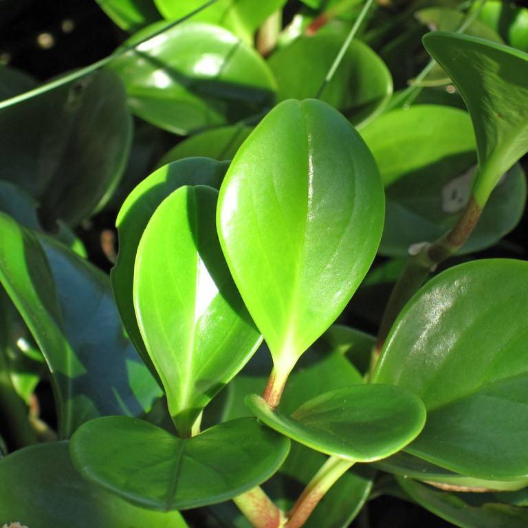 baby rubber plant (Peperomia obtusifolia) plant
