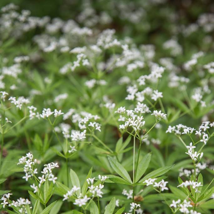 baby's breath (Gypsophila paniculata 'Viette's Dwarf') plant