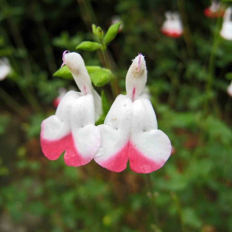 baby sage (Salvia microphylla) plant