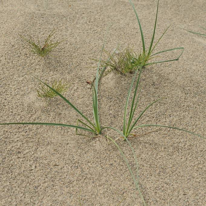 Baikal Sedge (Carex sabulosa) plant