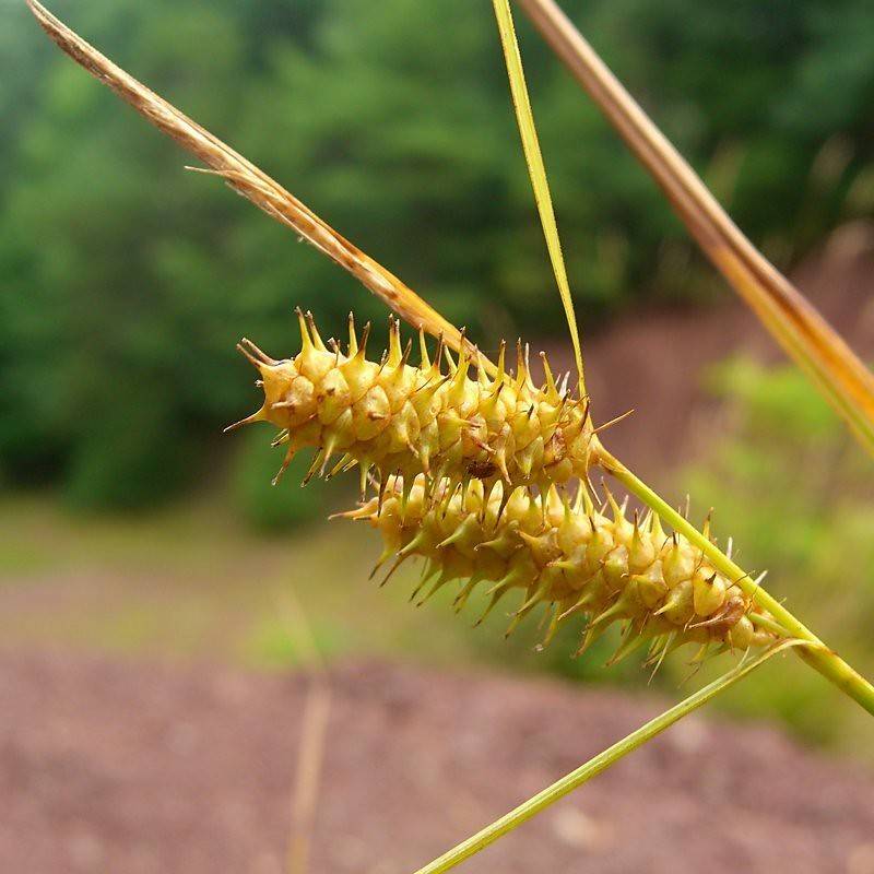 Bailey's Sedge (Carex baileyi) plant
