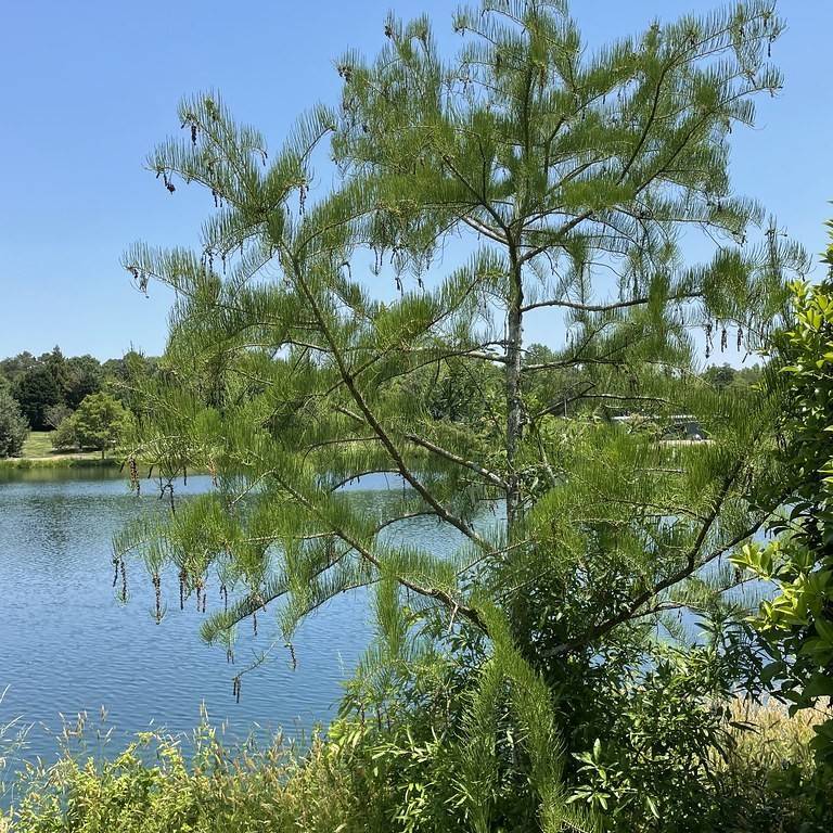 bald cypress (Taxodium distichum var. distichum) plant
