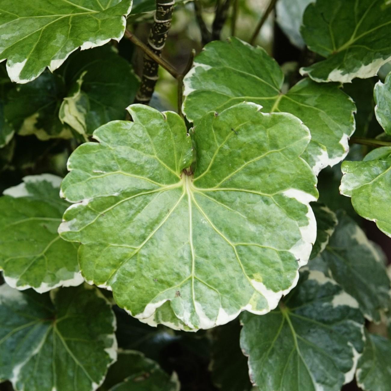 Balfour aralia (Polyscias balfouriana) plant