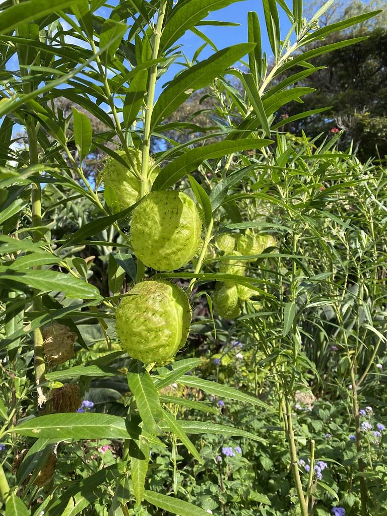 balloon plant (Gomphocarpus physocarpus) plant