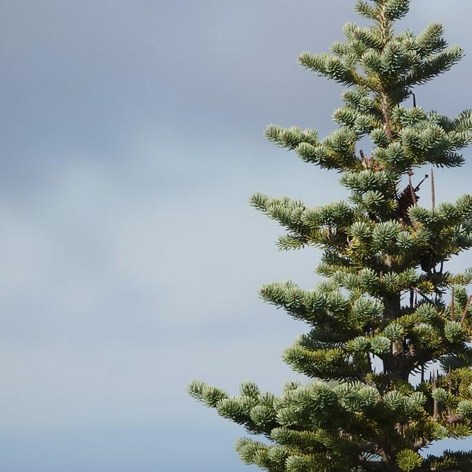 balsam fir (Abies balsamea 'Jamy') plant — close-up photo