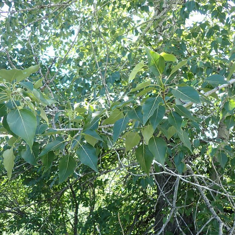 Balsam Poplar (Populus balsamifera) plant