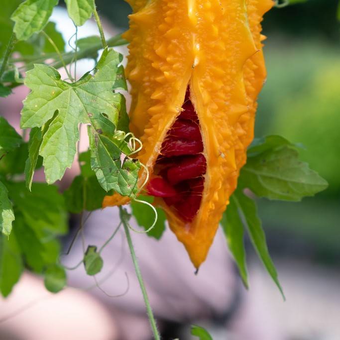 balsampear (Momordica charantia) plant