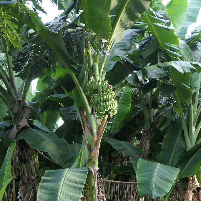 banana (Musa sp.) plant