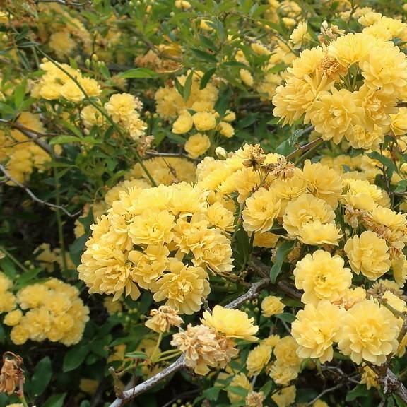 banksia rose (Rosa banksiae 'Lutea') plant