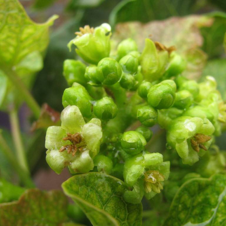 barbados nut (Jatropha curcas) plant