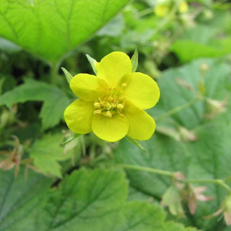 barren strawberry (Waldsteinia geoides) plant