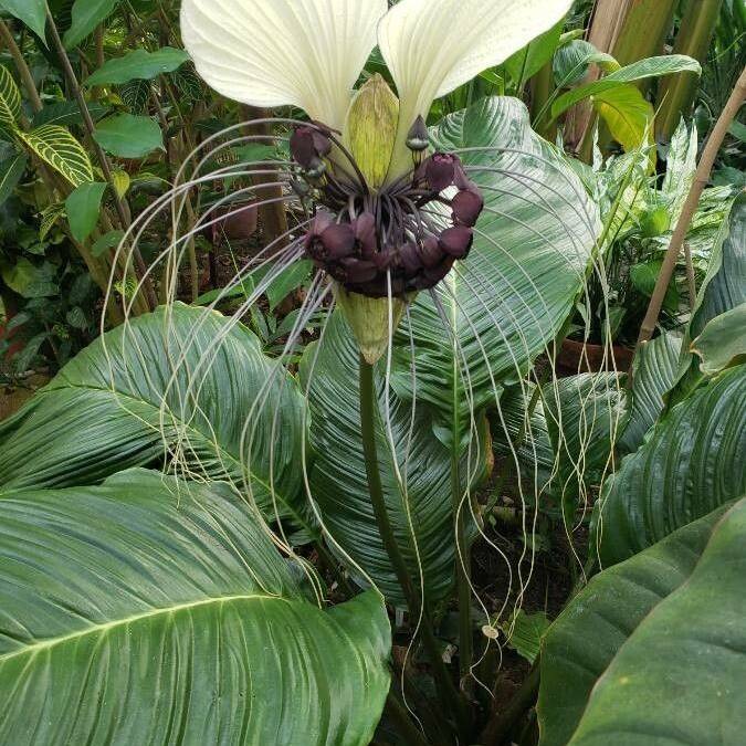 bat plant (Tacca integrifolia) plant