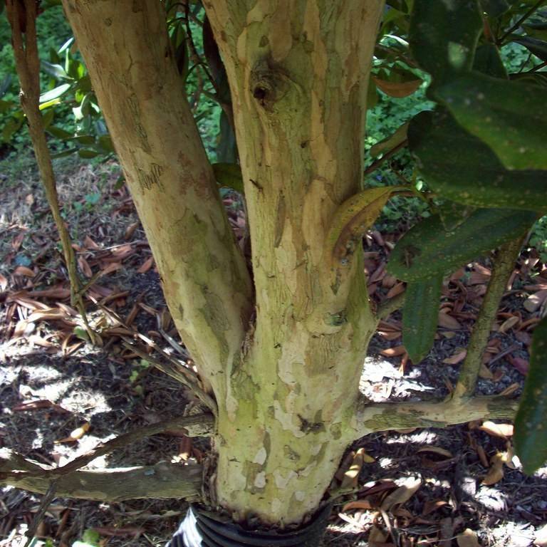 bay rum tree (Pimenta racemosa) plant