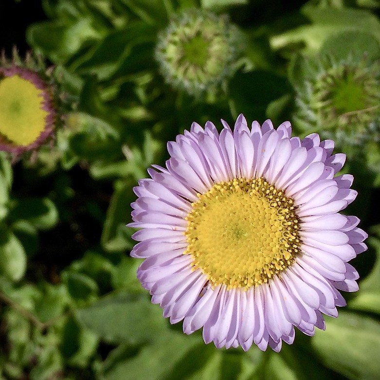 beach aster (Erigeron glaucus) plant