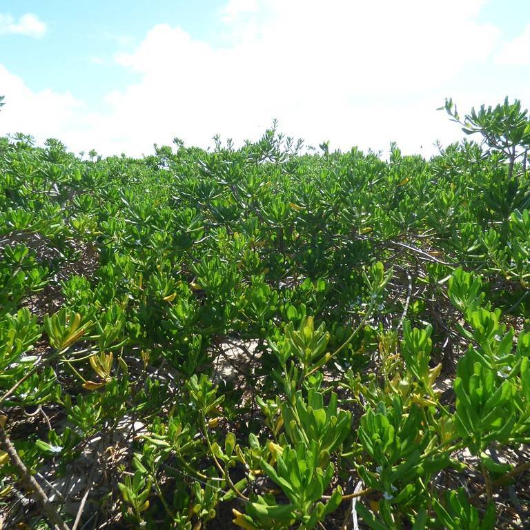 beach naupaka (Scaevola taccada) plant