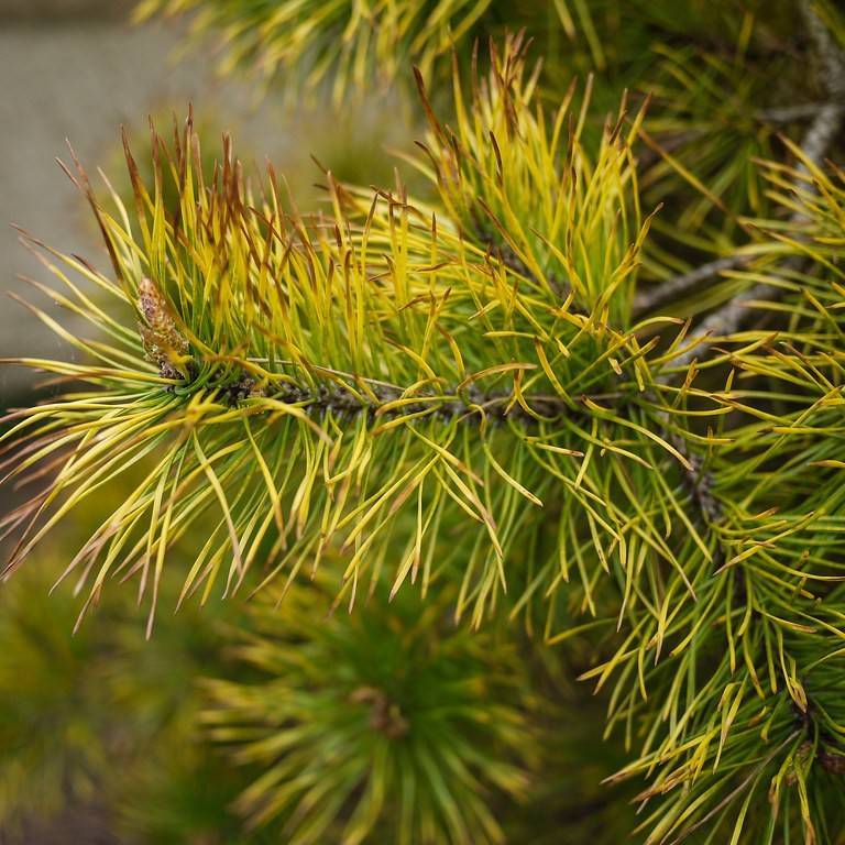 beach pine (Pinus contorta var. latifolia 'Chief Joseph') plant