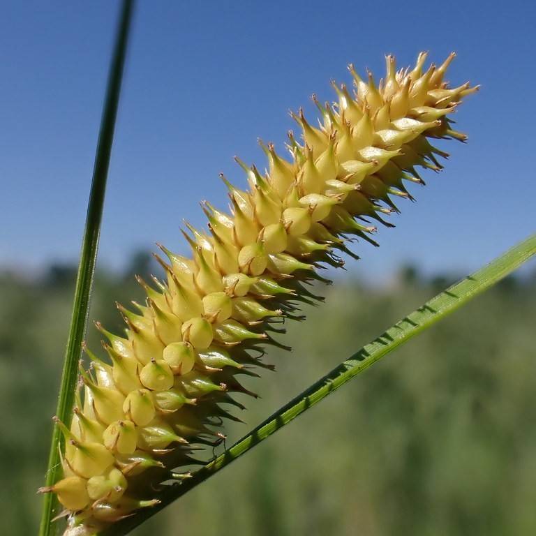 Beaked Sedge (Carex utriculata) plant
