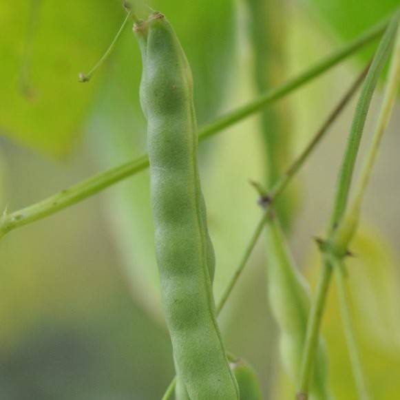 bean (Phaseolus vulgaris) plant
