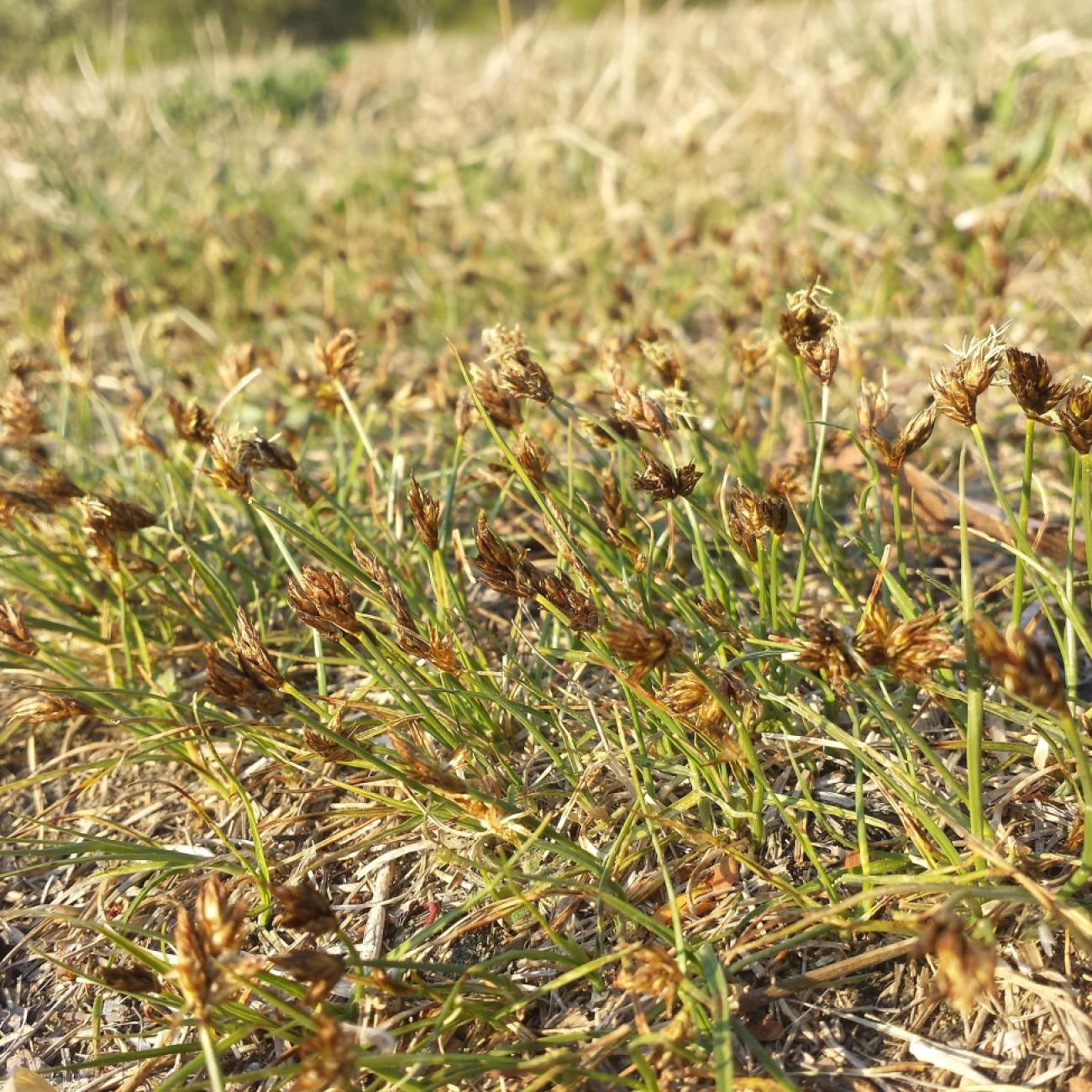 Bear Sedge (Carex ursina) plant