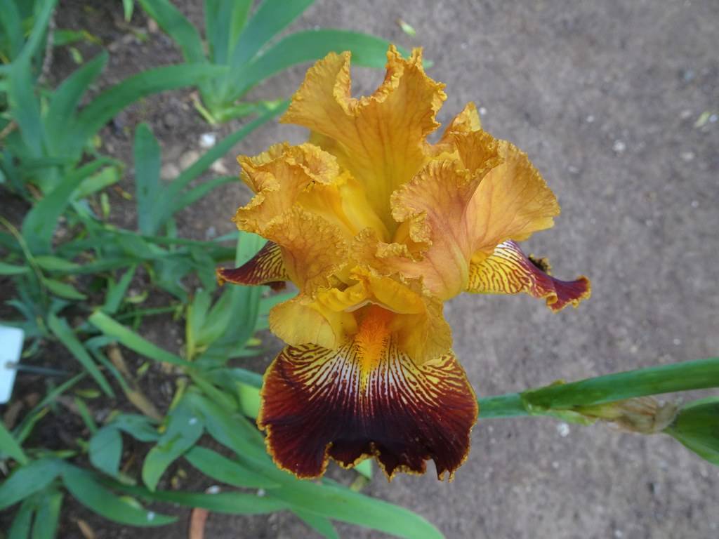 bearded iris (Iris 'September Replay') plant