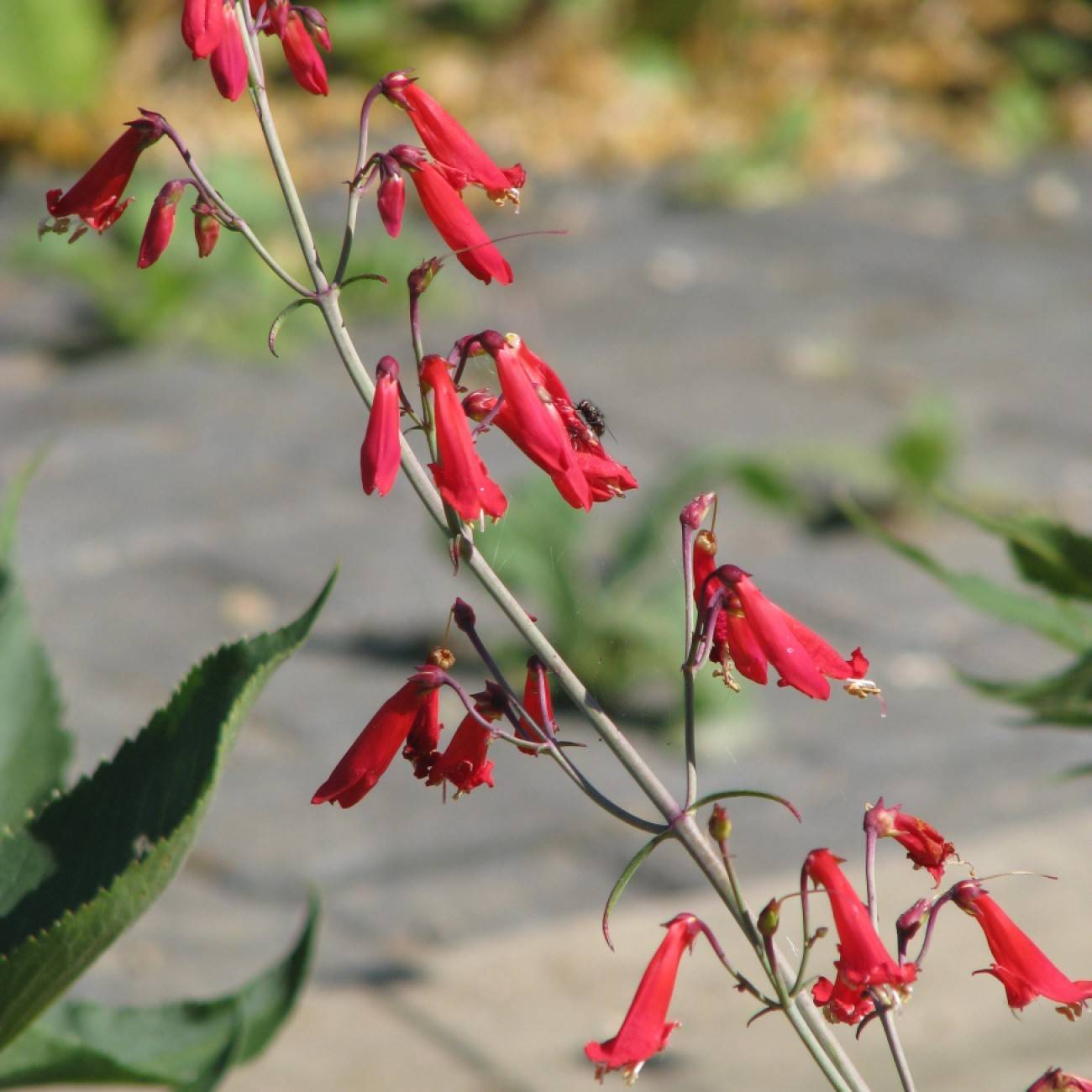 bearded penstemon (Penstemon barbatus subsp. coccineus) plant