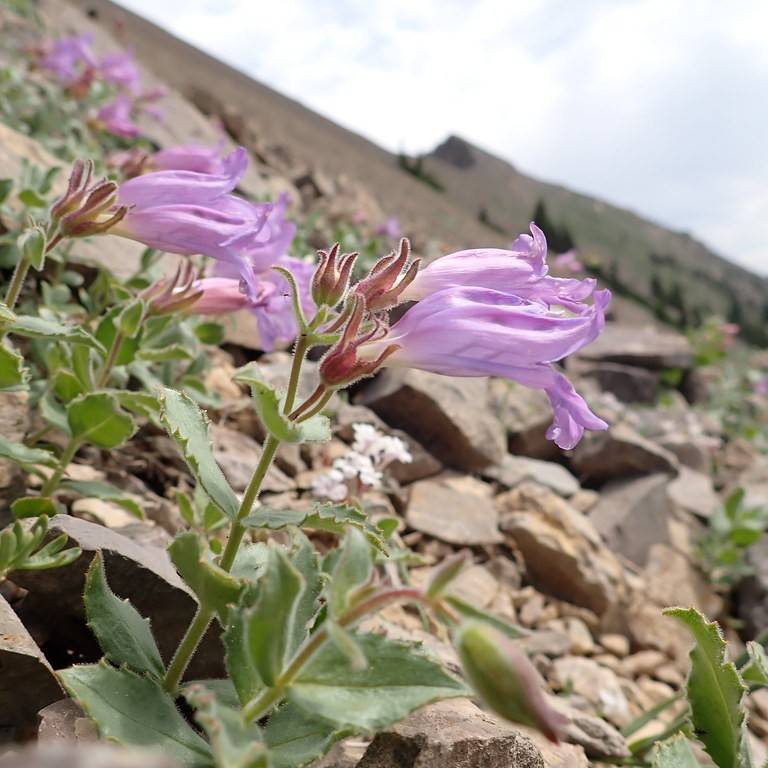 beardtongue (Penstemon 'Yaput' LILLIPUT ROSE) plant