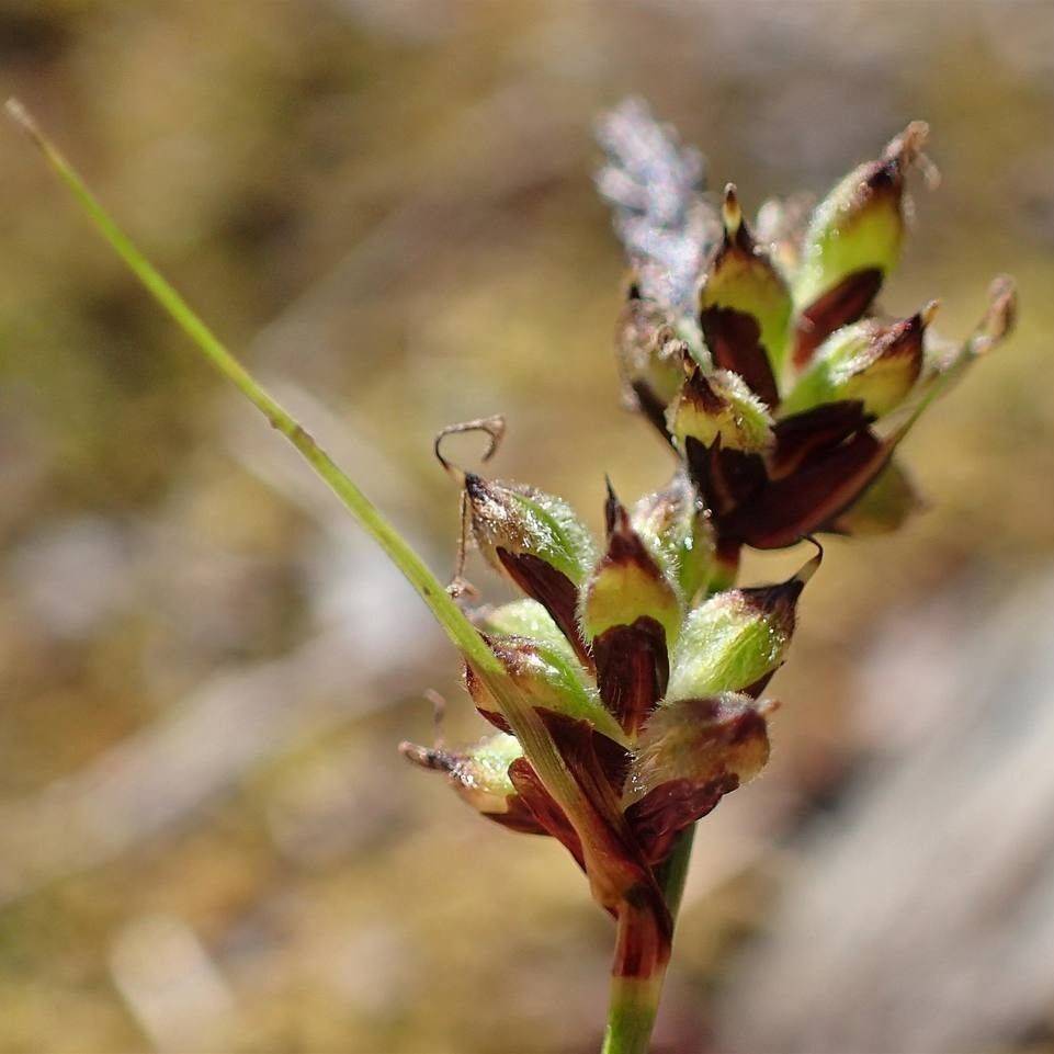 Beautiful Sedge (Carex concinna) plant