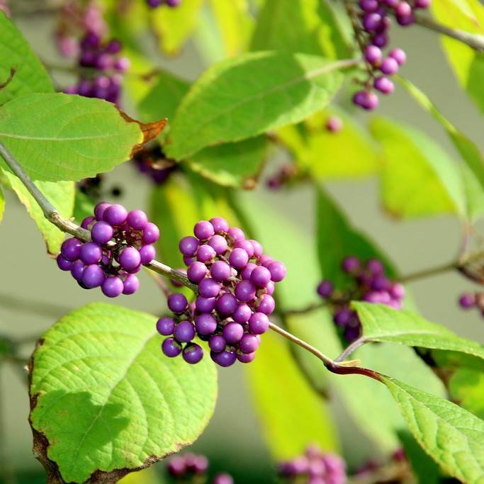 beautyberry (Callicarpa bodinieri) plant