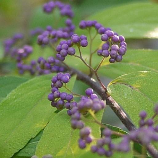 beautyberry (Callicarpa dichotoma) plant