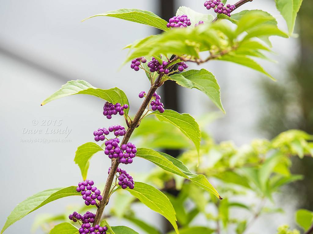 beautyberry (Callicarpa dichotoma 'Early Amethyst') plant