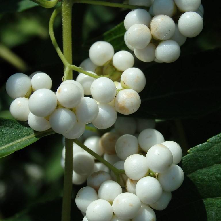 beautyberry (Callicarpa dichotoma f. albifructa) plant