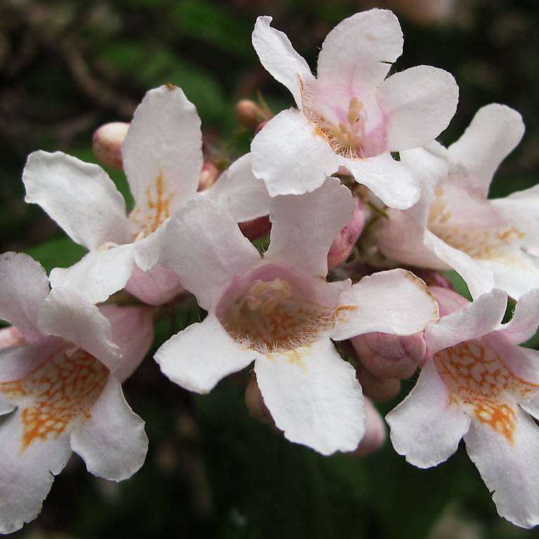 beautybush (Kolkwitzia amabilis 'Pink Cloud') plant