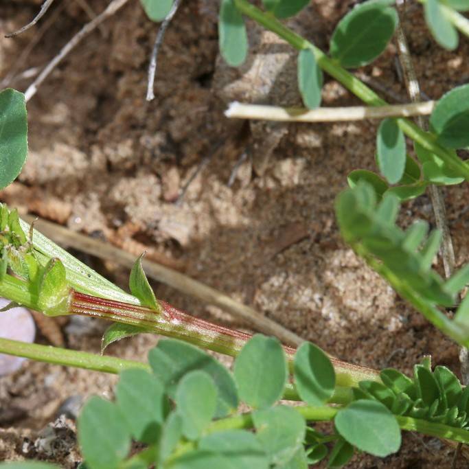 Beckwith's Milkvetch (Astragalus beckwithii) plant