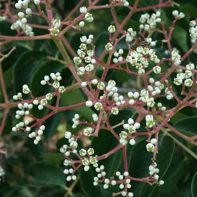 bee bee tree (Tetradium daniellii) plant