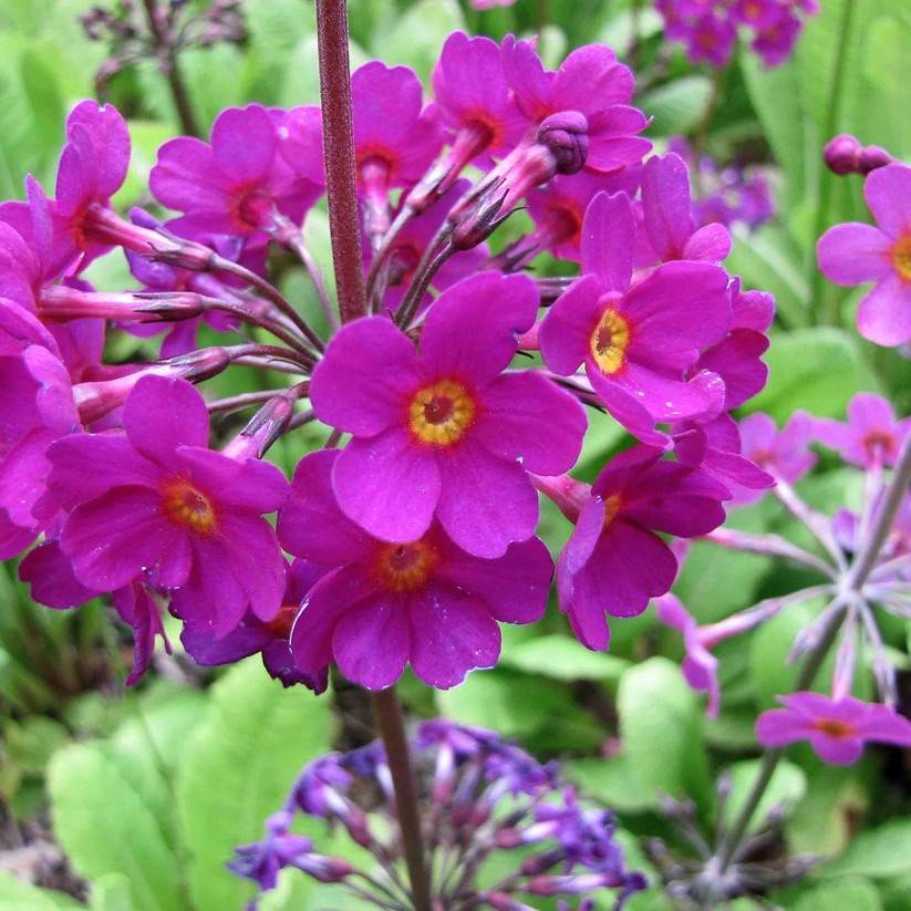 Bee's primrose (Primula beesiana) plant