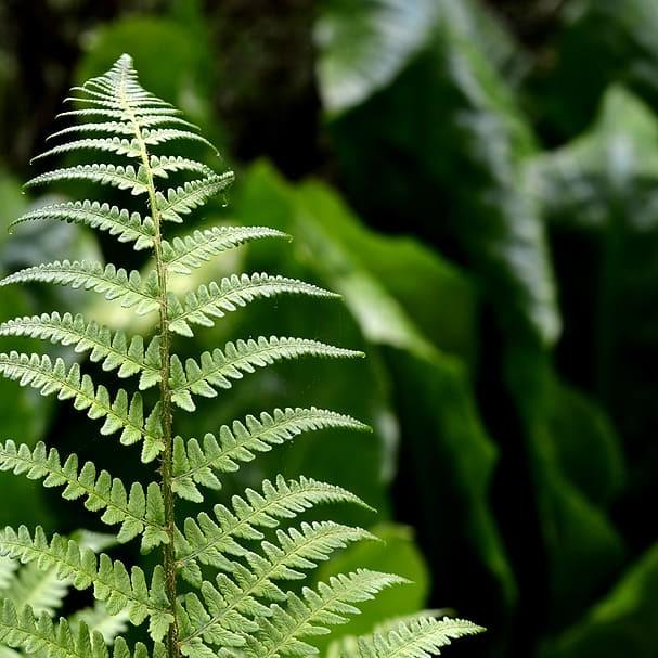 beech fern (Phegopteris decursive-pinnata) plant