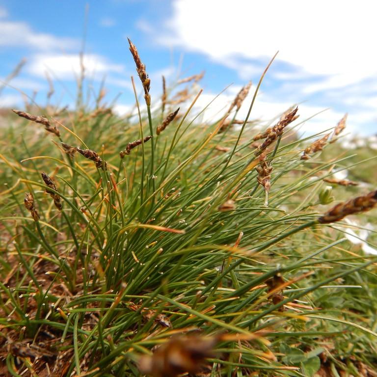 Bellard's Kobresia (Carex myosuroides) plant
