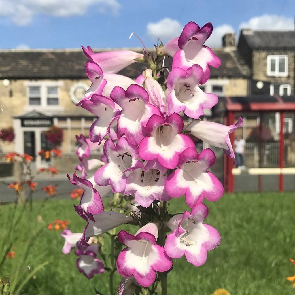 bellflower beardtongue (Penstemon campanulatus) plant