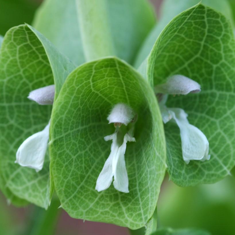 bells of Ireland (Moluccella laevis) plant