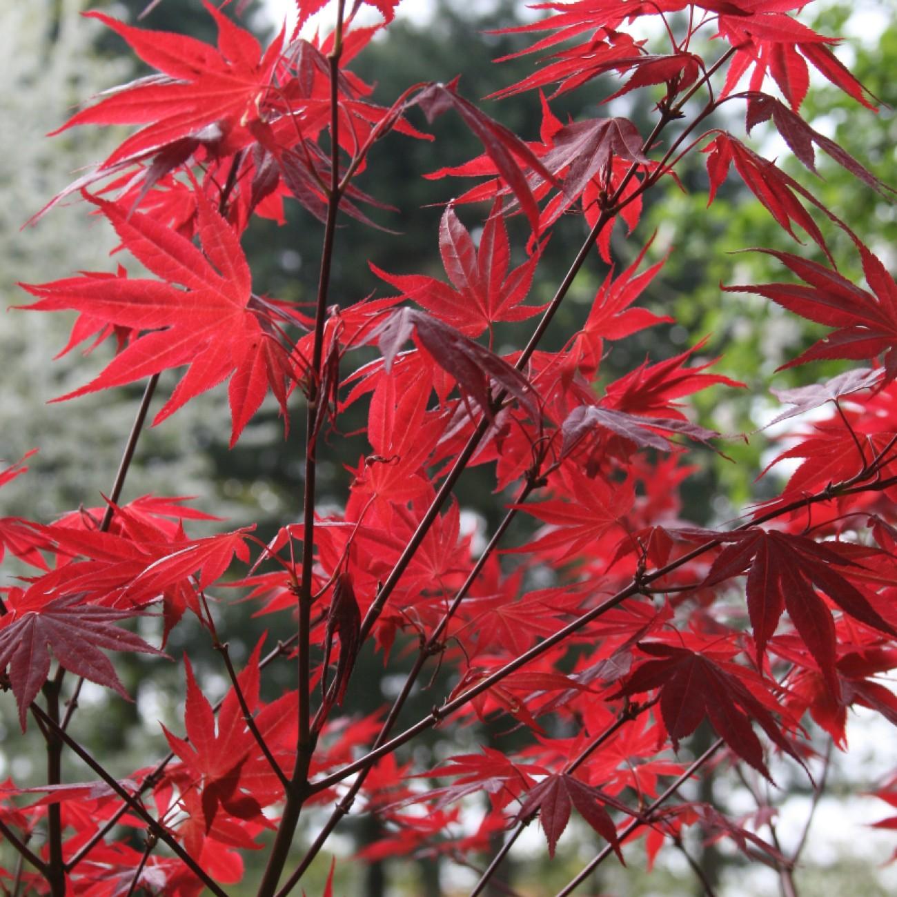 Beni Otake Japanese Maple (Acer palmatum 'Beni Otake') plant