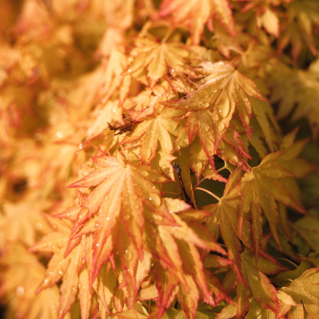 Beni Tsukasa Japanese Maple* (Acer palmatum 'Beni Tsukasa') plant