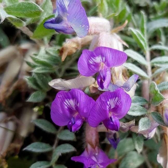 Bent Flowered Milk Vetch (Astragalus vexilliflexus var. vexilliflexus) plant