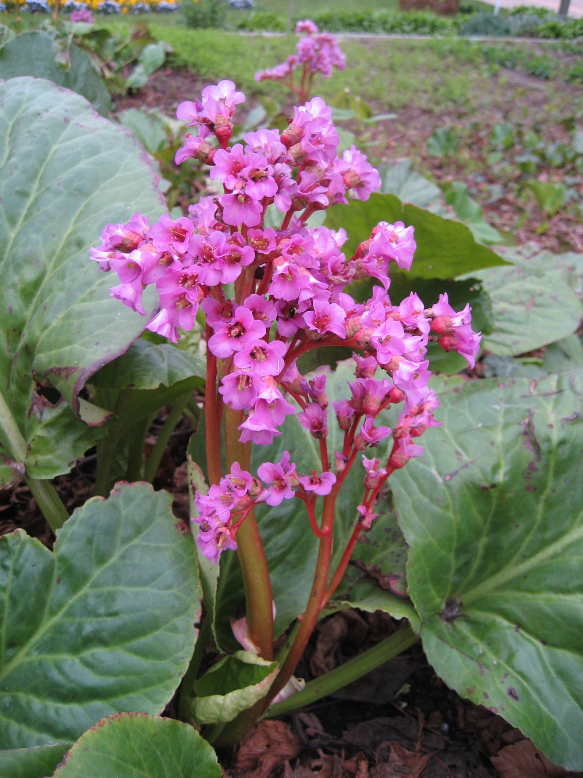 bergenia (Bergenia 'Silberlicht' SILVERLIGHT) plant