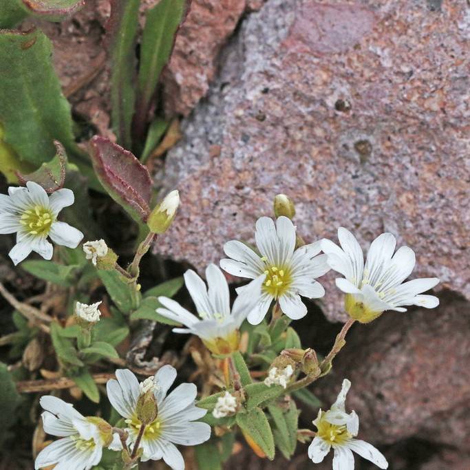 Bering Chickweed (Cerastium beeringianum) plant