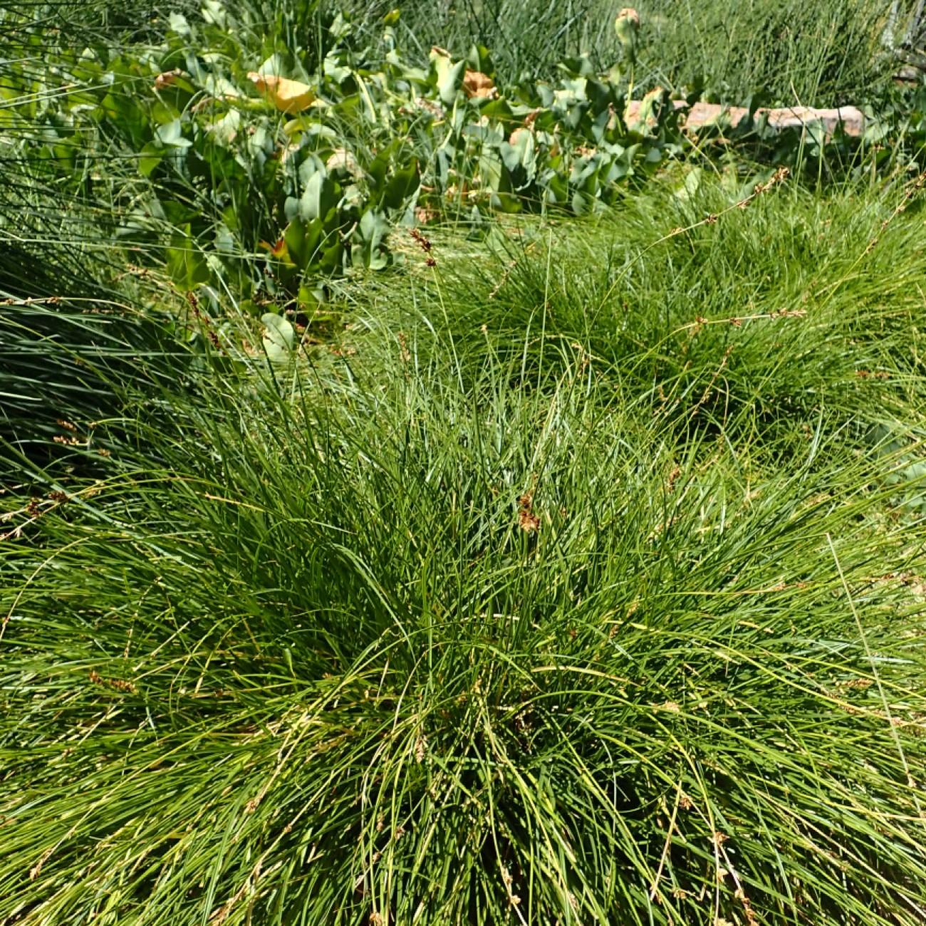Berkeley sedge (Carex tumulicola) plant