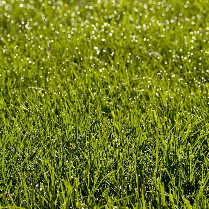 Bermuda grass (Cynodon dactylon 'Sundevil') plant