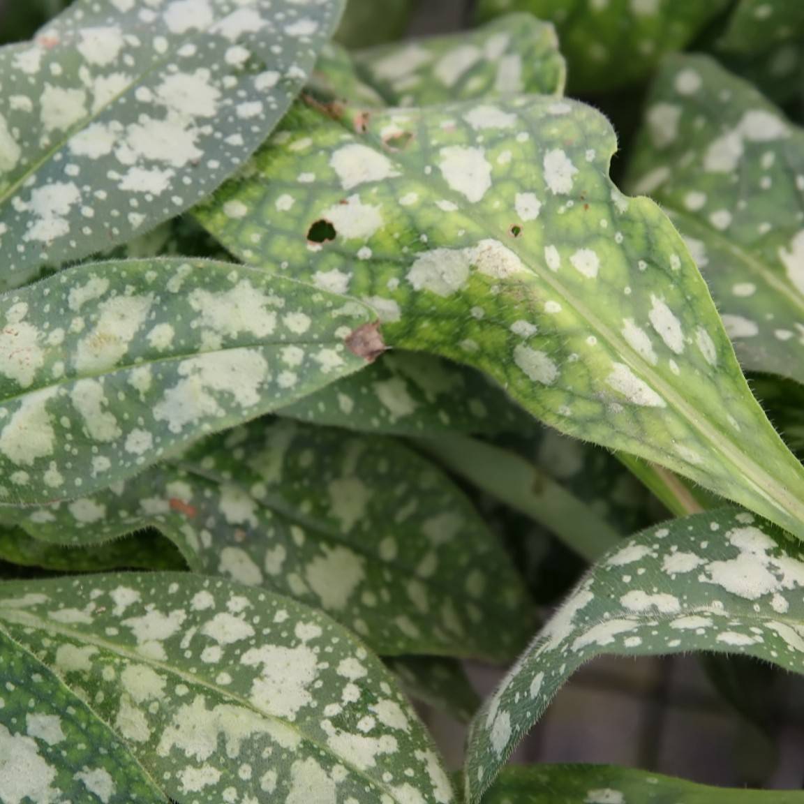 Bethlehem sage (Pulmonaria 'Spilled Milk') plant