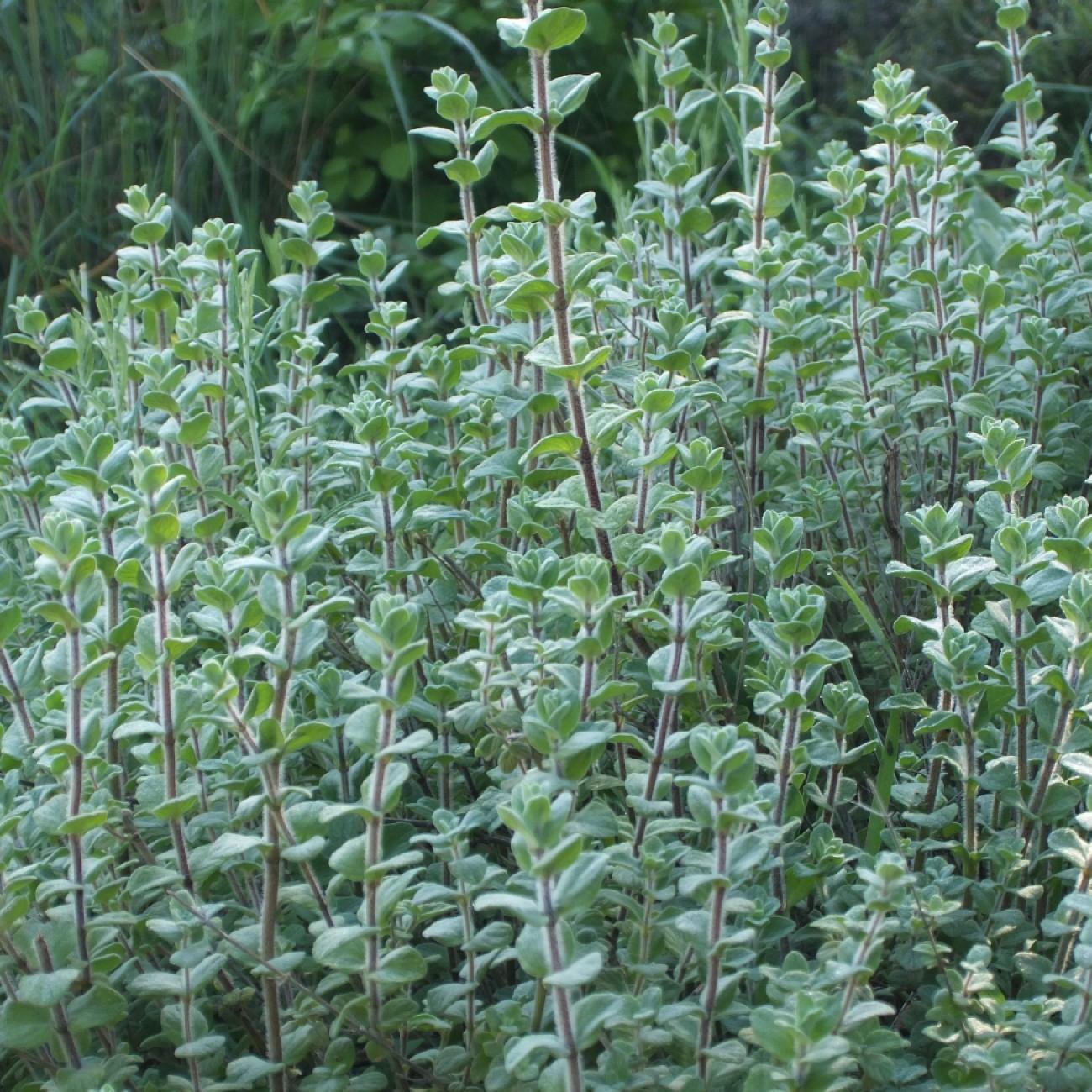 bible hyssop (Origanum syriacum) plant