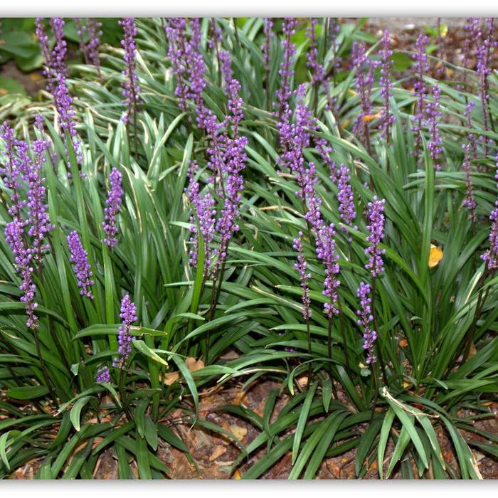 big blue lilyturf (Liriope muscari) plant